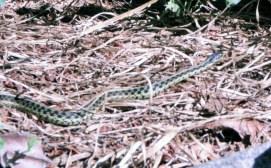 Garter Snake in the garden